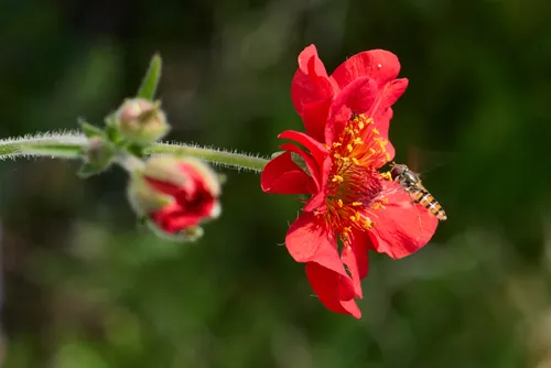 Hoverfly approaching red flower and buds This macro nature photograph captures a hoverfly approaching a vibrant red Geum Mrs Bradshaw flower, accompanied by two flower buds, in the soft morning light of a summer day. The detailed close-up highlights the interaction between plants and insects, showcasing the delicate textures of the petals and the fine hairs on the stems. Hover flies are seen collecting nectar from the flowers, emphasizing the essential relationship between pollinators and their environment. The absence of any background distractions focuses attention entirely on the striking colors and unique forms of the Geum Mrs Bradshaw and its visitors, making this image a vivid representation of summer’s natural beauty.